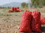 BARBUNYA - Tokat’ta 3 Milyon Ton Yaş Sebze ve Meyve Yetiştiriliyor