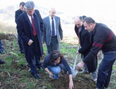 Trabzon’da Çiftçilere 9 Bin Adet Maviyemiş Fidanı Dağıtıldı