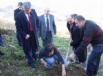 ABDURRAHMAN KOÇOĞLU - Trabzon’da Çiftçilere 9 Bin Adet Maviyemiş Fidanı Dağıtıldı