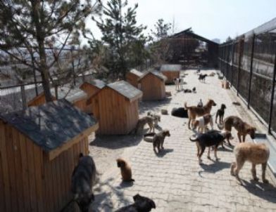 Bolu Belediyesi Sokak Hayvanlarına Sahip Çıkıyor