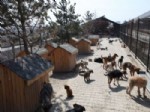 Bolu Belediyesi Sokak Hayvanlarına Sahip Çıkıyor