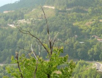 Kestane Dal Kanseri Mücadelesi Sürüyor