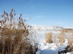 (özel Haber) Soğuklar Kuş Cennetini Dondurdu