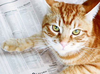 Kedi Orlando 542 sterlin kâr etti