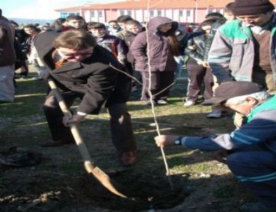 Koçarlı’da Okullar Ağaçlandırılarak Hayat Buluyor