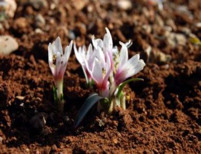 Adıyaman’da Kır Çiçekleri Açtı