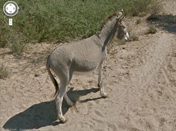 Google eşek katili olmadığını kanıtladı