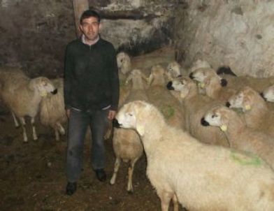 Kars’ta Süt Sığırcılığı ve Koyunculuk Projelere Hayata Geçirildi