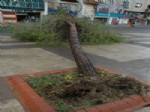 GAZI BULVARı - Fırtına Denizli’de Ağaç Devirdi