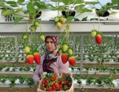 Topraksız Üretilen Çilekte İlk Hasat