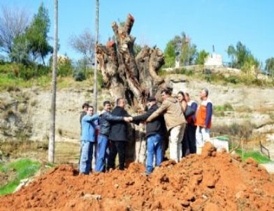 Anıt Ağaç Çobandede’ye Dikildi