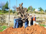Anıt Ağaç Çobandede’ye Dikildi