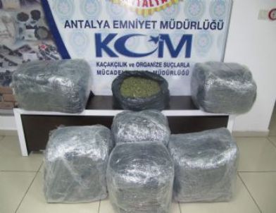 Antalya’da 75 Kilo Esrar Ele Geçirildi