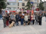 HAYVAN SEVERLER - Samsun'da Hayvan Severler Eylem Yaptı