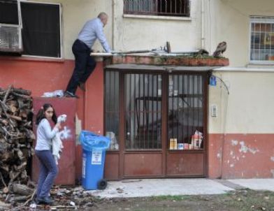 Yolda Bulduğu Yaralı Şahini Elinden Kaçırdı