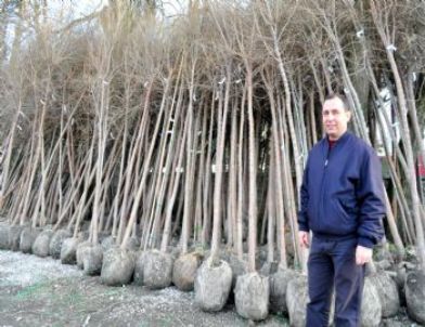 Karaağaç Yoluna 250 Adet Karaağaç Dikilecek