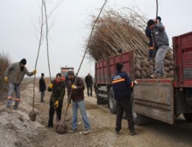 Karatay’da 2013 Fidanları Hazır