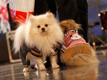 Yetenek Sizsiniz Türkiye'nin Unutulmaz Yarışmacıları...