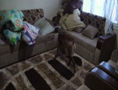 Uyuşturucu Operasyonunda 50 Gözaltı