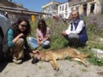 CUNDA ADASı - Cunda Adasında Yine Köpek Katliamı