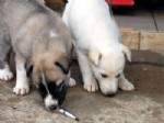 SIBIRYA - Mavi Gözlü Köpekler Görenleri Şaşırtıyor