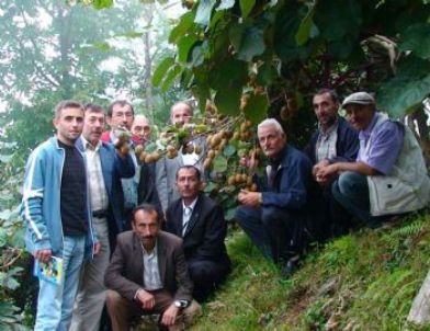 “kivi Üretimi Artıyor Ancak Üretici Sömürülüyor” İddiası