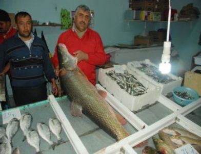 Kahta’da Dev Turna Balığı Yakalandı