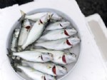 HARVARD ÜNIVERSITESI - (özel Haber) Düzenli Balık Yemek, Kalp Hastalıklarında Ölüm Riskini Azaltıyor