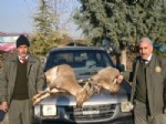 DAĞ KEÇİSİ - Koruma Altındaki Dağ Keçisini Avlayan Avcıya, 3 Bin 17 Lira Para Cezası Verildi