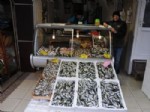 BALIK FİYATLARI - Balık Fiyatları Arttı