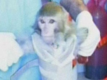 'Ne maymunu, ne fırlatması'