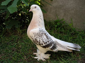 Tarla fiyatına kuş