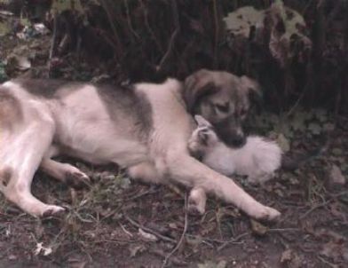 Rize’de Köpeği Annesi Sanan Kedi Yavrusu İlgi Geçiyor