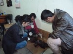 HASAN ARSLAN - Yaralı Kediye Belediye Sahip Çıktı