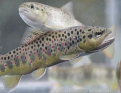 2 Milyon Yavru Alabalık Derelere Bırakıldı