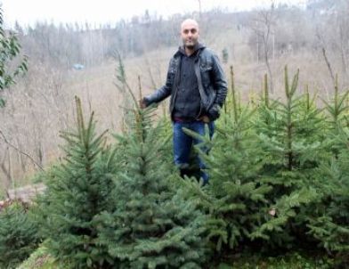 Ordu’da Mavi Ladin Yetiştiriciliği Artıyor