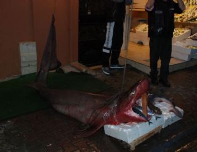 İstanbul Boğazı’nda Dev Köpek Balığı Yakalandı