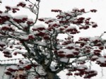 MEVLANA CELALEDDİN RUMİ - Sivas'ta Kar Yağışı Sürüyor