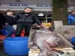 MUSTAFA AKıN - Hamsi Avından Dev Köpek Balığı İle Döndüler