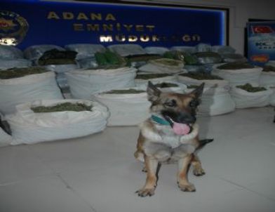 Adana'da Yeni Yılın İlk Haftasında 573 Kilo Esrar Ele Geçirildi