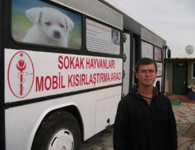 Şarköy Belediyesi, Sokak Köpeklerini Kısırlaştırdı