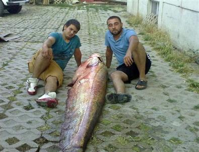 103 Kiloluk Balık Oltaya Takıldı