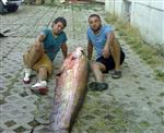 YENIÇIFTLIK - 103 Kiloluk Balık Oltaya Takıldı
