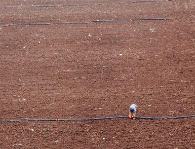 Adana’da 3 Bin Dekarda ‘hassas Tarım’ Uygulanacak