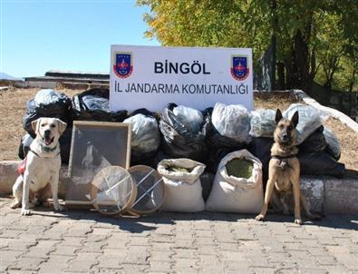 Bingöl’de 76 Kilo Esrar Yakalandı