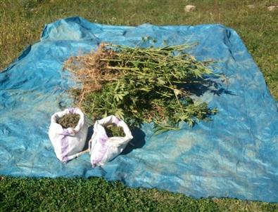 Bafra’da 185 Kök Hint Keneviri ve 2.5 Kilo Esrar Ele Geçirildi