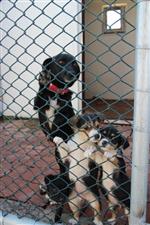 SOKAK HAYVANI - Bafra’ya Modern Hayvan Barınağı