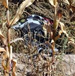 KADIN CESEDİ - Mısır Tarlasında Kadın Cesedi Bulundu