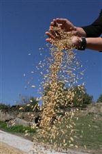 KONURALP - Prinç Üreticisinin Yüzünü Güldürmüyor