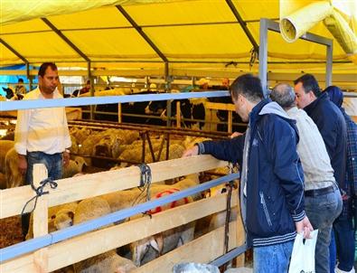 Beylikdüzü'nde Kurban Bayramı Coşkusu